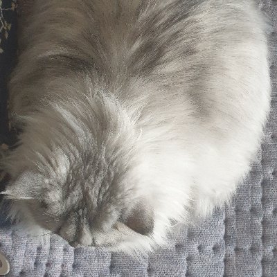만두🕯さんのプロフィール画像