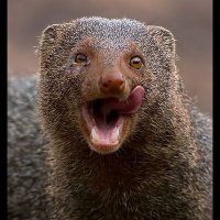 Mongoose 🦡(@MyNation_Pradip) 's Twitter Profile Photo