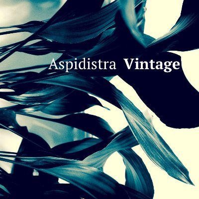AspidistraVint's profile picture. Alex Jenkins. Vintage purveyor, photographer, printmaker. Selling at vintage fairs and https://t.co/7BVfSM4hD0
