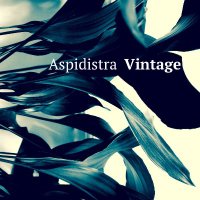 Aspidistra Vintage(@AspidistraVint) 's Twitter Profileg