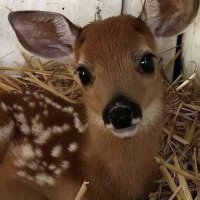 ☆ (@sageisaplant) 's Twitter Profile Photo