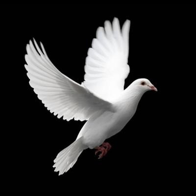 PatrickHavac's profile picture. Student studying building en construction