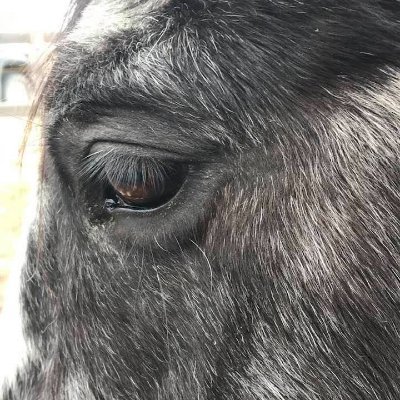 Virtual Assistant, Animal Welfare, Struggling Owner of 4 Horses, Horse Rescue, Advocate against Live Horse Exports and Opposed to Horse Slaughter.