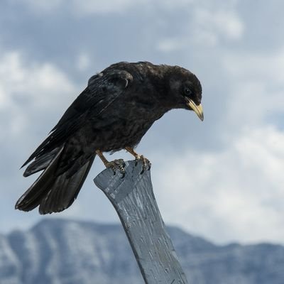 Jackdaw202's profile picture. Therapist and mentor. Working to stay out of the zoo that future life threatens to be.