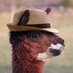 Lucky Llama | GOOD KARMA LLAMA (@luckyllama2022) Twitter profile photo Lucky Llama | GOOD KARMA LLAMA (@luckyllama2022) Twitter profile photo