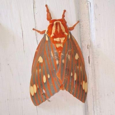 Anngster's profile picture. Mastodon @Gherd@infosec.exchange