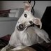 Aldo Diomedes (@diomedesaldo) Twitter profile photo Aldo Diomedes (@diomedesaldo) Twitter profile photo