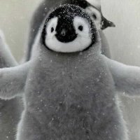 hvn (@askforheaven) 's Twitter Profile Photo hvn (@askforheaven) 's Twitter Profile Photo