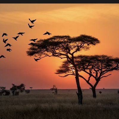 Africa22855340's profile picture. 