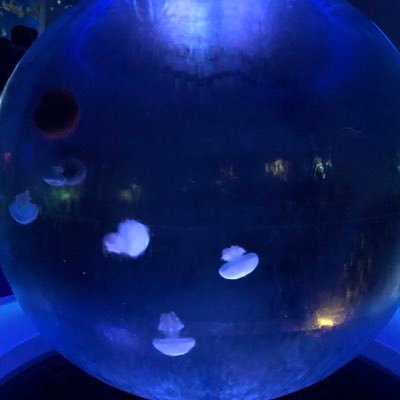 echiechi1999's profile picture. 秋葉原あたりを彷徨く