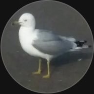crispy_seagulls's profile picture. Idk lol