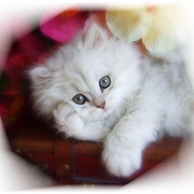 KenzaCendrillon's profile picture. 