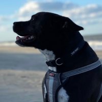 Lincoln(@LincolnthePit) 's Twitter Profile Photo