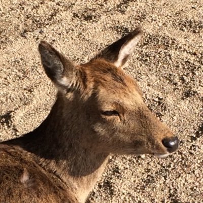 AptInrcSF5ZM2zi's profile picture. 文化財好きの鹿です
