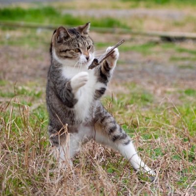 好きな物:弓角、温泉！狩猟免許取得してエアライフルにてご飯ゲットライフを送りたく候