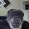 MonkeMachine's profile picture. Hey!. I post mainly post about FNAF, Roblox, Marvel, Breaking Bad, Better Call Saul, or whatever I may have on my mind!✈︎  ❤️EH💖