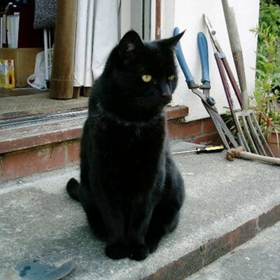 blackcat_lover's profile image