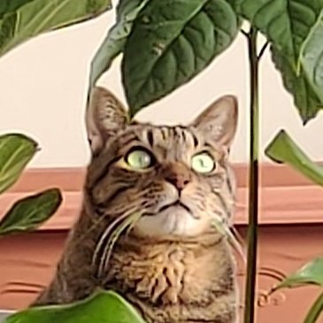 ピノ (@pinopino0831) / Posts / X