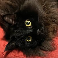 黒猫こはく (@nekokaburixneko) Twitter profile photo
