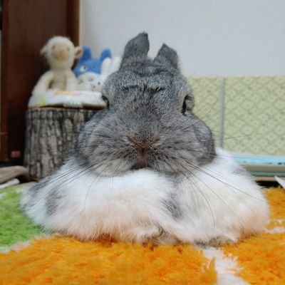 🐰と暮らして14年/
ペペロ 男の子 9歳1ヶ月でお月様へ🌝/
シャーリー🐇女の子(2019.3.5生)バニファ横浜さん出身
ブロークンチンチラ/ 牧草🌿とキャベツ🥬とりんご🍎が大好物
/飼い主達はエンタメ好き/トラジャ担🐯.ラバッパーPG