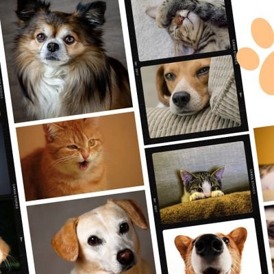 A photo documentary series about the beauty of pets 🥰.
Sharing positive vibes 🪄 for pet lovers 💕 because when it comes to pets, we are obsessed.🐾🐾