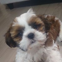 ラテくん・シーズー (@latte_shih_tzu) 's Twitter Profile