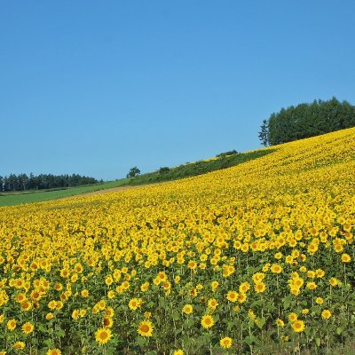 アビスパ福岡、キューデンヴォルテクス、久光スプリングス、ヴォレアス北海道、オリックス・バファローズを応援中の一人旅が得意な九州人
その他応援：角田裕毅、岩佐歩夢、冨安健洋、山下舜平大、早田ひな、新庄剛志、宮城大弥、小椋藍、佐々木歩夢