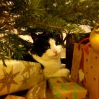 undertaker (@wildeboeriris) Twitter profile photo