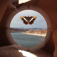 The Butterfly Experiment(@tbexmusic) 's Twitter Profile Photo