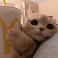 jill (@crypto_jill) 's Twitter Profile