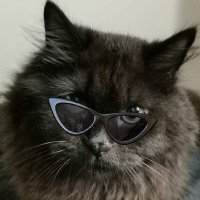 🐈‍⬛(@fjscart) 's Twitter Profile Photo