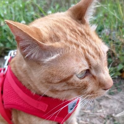 knsakt's profile picture. 懸賞垢｜猫と漫画とゲームとお菓子💕可愛いもの、美味しいもの、楽しいことが大好きな成人♀️｜健康的に生活したい💪｜企業懸賞メインに応募しています｜＃KB当選報告