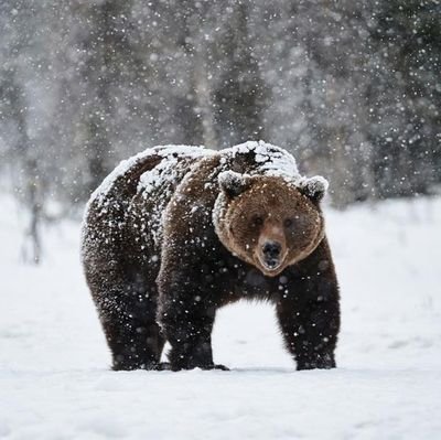 Some enormous bear, offering questionable opinions and entertainment, not financial advice.