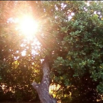 MAdeka1444's profile picture. 