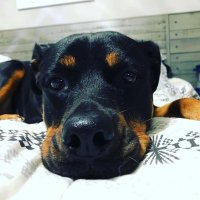 Bianca, the Rottweiler Mama (@biancawhited) 's Twitter Profile