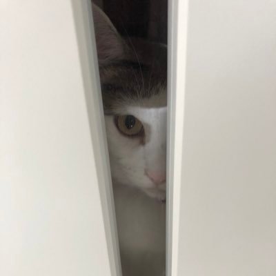 bokuharuki_'s profile picture. 僕はるき！探偵さ🕵️