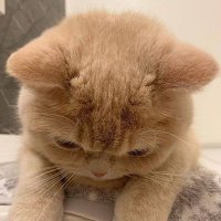 Ismailey (@ismailtheitguy) 's Twitter Profile