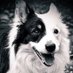 Gilbert the Border Collie (@OurGilbert1960) Twitter profile photo
