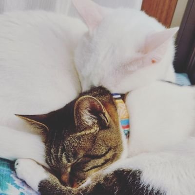 Miru_Goma_R's profile picture.