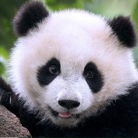 Thom Morrison (@morr891thomas) 's Twitter Profile Photo Thom Morrison (@morr891thomas) 's Twitter Profile Photo