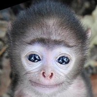 grimace (@siiiymonkey) 's Twitter Profile Photo grimace (@siiiymonkey) 's Twitter Profile Photo