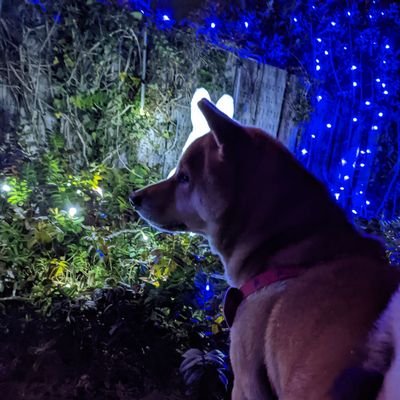 大耀と話すのが楽しみ🥰
衣音ちゃん見てるだけで幸せ💞
東福岡しっかり応援
柴犬飼ってます🐕‍🦺