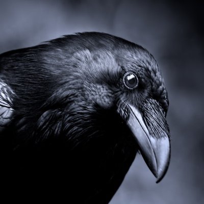 Scientific_Bird Profile Picture