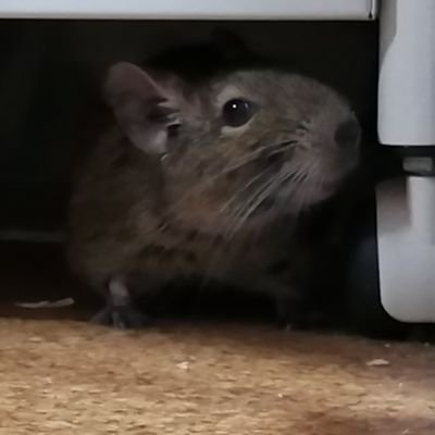 subgorou_equalD's profile picture. ラジオ好きな大学生(20)。新潟/お笑い/音楽/坂道/アニメ/映画/うどん/ベース
ラジオ業界志望