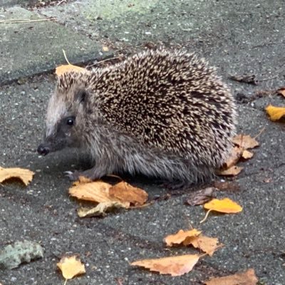 natuur, dieren, sauna, vriendschap, getrouwd met een geweldige man en (bonus)moeder van 2 dames en 3 heren