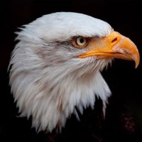MostlyPeacefulTweets (@letsbfrankshere) 's Twitter Profile