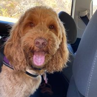 Doris Sundly☮️💙🇺🇸 (@flygaldodo) 's Twitter Profile Photo Doris Sundly☮️💙🇺🇸 (@flygaldodo) 's Twitter Profile Photo