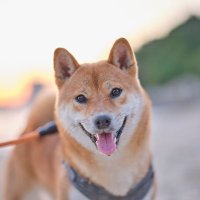 Yi Liu (on job market) (@triste_i) 's Twitter Profile