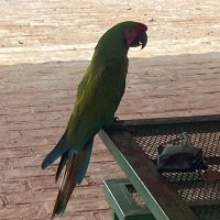 Rocko (@rosendovsky) 's Twitter Profile