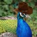 pfaui 🤠 (@pfuimann) Twitter profile photo pfaui 🤠 (@pfuimann) Twitter profile photo
